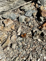 Polygonia faunus image