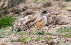 Muscisaxicola capistratus