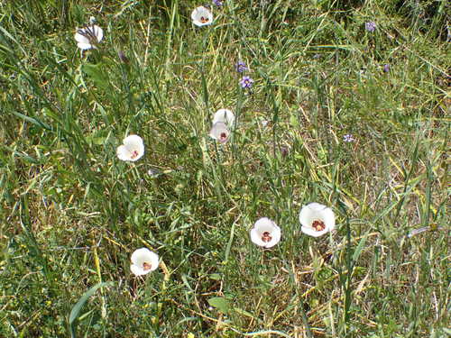 iNaturalist observation photo of Catalina mariposa lily