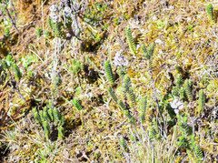 Valeriana microphylla