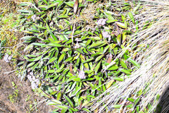 Valeriana adscendens