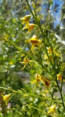 Anthocercis littorea