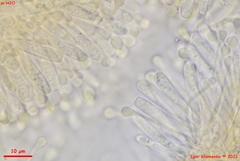 Orbilia xanthostigma