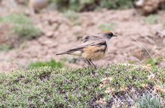 Muscisaxicola capistratus