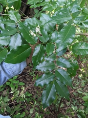 Myroxylon balsamum
