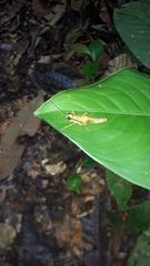 Eucosmetacris cingulata