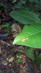 Eucosmetacris cingulata