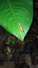 Eucosmetacris cingulata