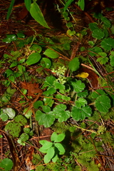 Alchemilla pectinata