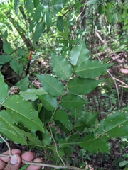 Myroxylon balsamum