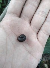 Cyclophorus martensianus