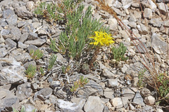 Sedum lanceolatum lanceolatum
