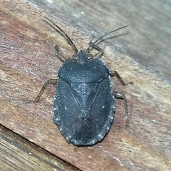 Discocephalinae