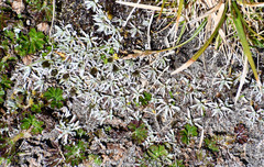 Lucilia kunthiana
