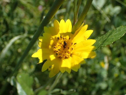 iNaturalist observation photo of tidy tips