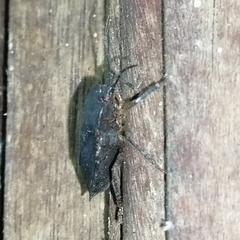 Discocephalinae