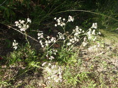 Hymenopappus artemisiifolius