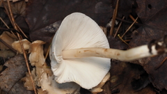 Zhuliangomyces illinitus