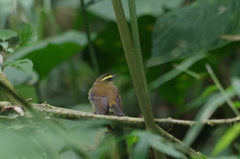 Silvicultrix diadema