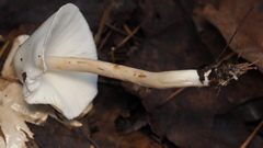 Zhuliangomyces illinitus