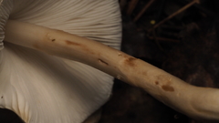 Zhuliangomyces illinitus