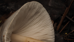 Zhuliangomyces illinitus