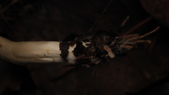 Zhuliangomyces illinitus