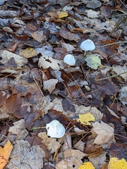 Zhuliangomyces illinitus