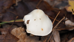 Zhuliangomyces illinitus