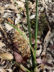 Lomandra multiflora multiflora