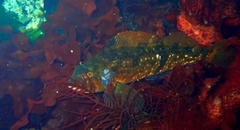 Hexagrammos stelleri