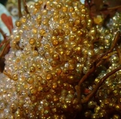 Hexagrammos stelleri