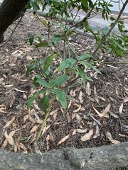 Pittosporum undulatum