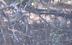 Baeolophus atricristatus