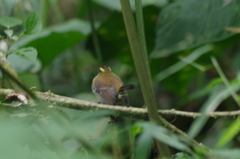 Silvicultrix diadema