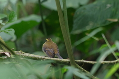 Silvicultrix diadema