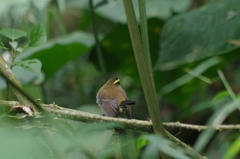 Silvicultrix diadema