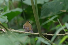 Silvicultrix diadema