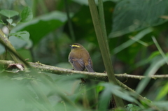 Silvicultrix diadema