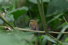 Silvicultrix diadema