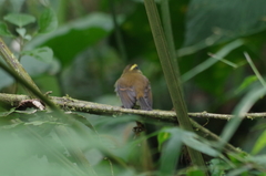 Silvicultrix diadema