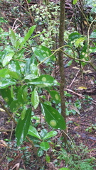 Cephaleuros lagerheimii