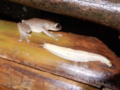 Raorchestes ponmudi