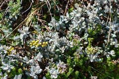 Monticalia andicola