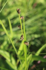 Scleria catophylla