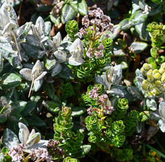 Valeriana microphylla