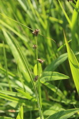 Scleria catophylla