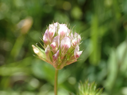 iNaturalist observation photo of pinpoint clover