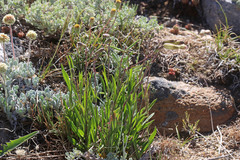 Silene douglasii douglasii