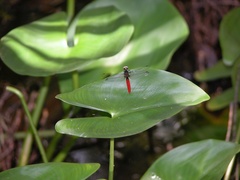 Fylgia amazonica